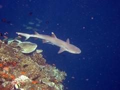 Weissspitzenriffhai