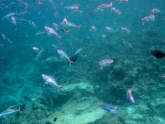 Riff mit Neonfuesilieren