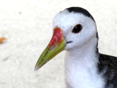 Wei&szlig;brust-Kielralle