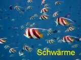 Fischschw&auml;rme