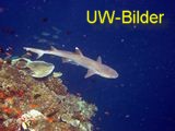 Unterwasserbilder