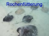 Rochenf&uuml;tterung 2007