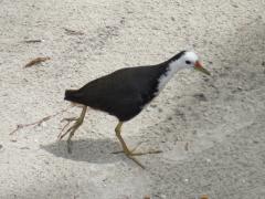 Wei&szlig;brust-Kielralle 